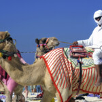 Kameltreiber am Strand in Dubai Marina am 31.12.2010.