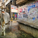 Kuh in der  Chandni Chowk Markt in New Delhi, Indien am 06.02.2014.