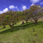 Osterinsel, Rano Raraku, 23.10.2016.
Tal am Steinbruch Rano Raraku in der Osterinsel am 23.10.2016.