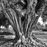 Baum in einem Park in New Delhi, Indien am 05.02.2014.