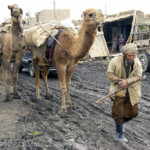 Bauer mit Kamele am 11.12.2003 in Kunduz, Afghanistan.