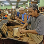 Zigarrenfabrik Partagas in Havanna, Kuba am 15.12.2004.