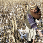 Ein Junge pflueckt Baumwolle in Kunduz-Afghanistan am 15.12.2003.